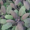 Salvia officinalis 'Purpurascens' (Purple sage)