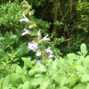 Salvia officinalis 'Purpurascens' (Purple sage)