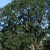 Quercus garryana (Oregon oak)