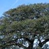 Quercus engelmannii (Mesa oak)