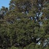 Cinnamomum camphora (Camphor tree)