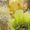 Opuntia bigelovii (Teddybear cactus)