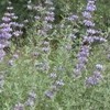 Salvia leucophylla (Purple sage)