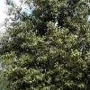 Lagunaria patersonii (Australian whitewood)