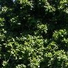 Castanospermum australe  (Black bean tree)