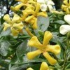 Hymenosporum flavum (Australian frangipani)
