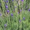 Lavandula minutolii (Green fern-leaf lavender)