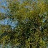 Acacia smallii (Sweet acacia)