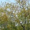 Acacia farnesiana (Compact sweet acacia)