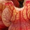 Sarracenia rosea (Pink pitcher plant)