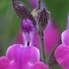 Salvia 'Ultra Violet'