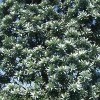Leucadendron argenteum (Silver tree)