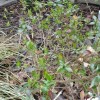 Glossy abelia (Abelia x grandiflora)