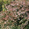 Abelia x grandiflora (Glossy abelia)