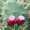Opuntia stricta (Erect prickly pear)