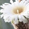 Pachycereus pringlei  (Mexican giant cactus)
