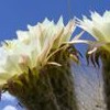 Echinopsis atacamensis subsp. pasacana (Pasacana tree cactus)