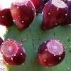 Opuntia engelmannii var. lindheimeri (Texas prickly pear)