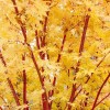 Acer palmatum 'Sango-kaku' (Coral bark maple)