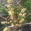 Acer palmatum 'Sango-kaku' (Coral bark maple)