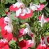 Salvia microphylla 'Little Kiss'