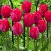 Tulipa 'Mystic van Eijk' (Tulip 'Mystic van Eijk')