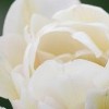Tulipa 'White Touch'