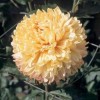 Chrysanthemum 'Peach Allouise' (Chrysanthemum 'Peach Allouise')