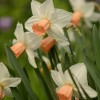 Narcissus 'Reggae' (Daffodil 'Reggae')