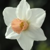 Narcissus 'Reggae' (Daffodil 'Reggae')