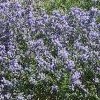 Ceanothus 'Frosty Blue' (Californian lilac 'Frosty Blue')