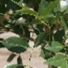 Fraxinus velutina 'Bonita'