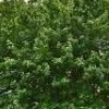 Acer macrophyllum (Bigleaf maple)
