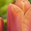 Tulipa 'Brown Sugar'