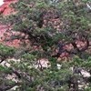 Pinus edulis  (Rocky Mountain pinon)