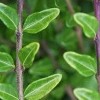 Lonicera pileata 'Moss Green' (Box-leaved honeysuckle 'Moss Green')