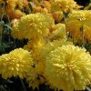 Chrysanthemum 'Pinocchio' (Chrysanthemum 'Pinocchio')