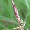 Carex pensylvanica (Pennsylvania sedge )