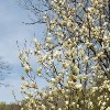 Magnolia 'Ivory Chalice' (Magnolia 'Ivory Chalice')