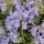 Salvia rosmarinus (Prostratus Group) 'Rampant Boule'