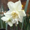 Daffodil 'White Marvel'  (Narcissus 'White Marvel' )