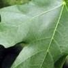 Acer saccharum 'Green Mountain' (Sugar maple 'Green Mountain')