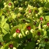 Euphorbia x martini 'Walberton's Red Flush' (Martin's spurge 'Walberton's Red Flush')