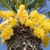 Trithrinax campestris (Caranday palm)