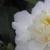 Camellia 'Snow Flurry' (Camellia 'Snow Flurry')