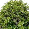 Morella californica (Pacific wax myrtle)