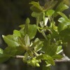 Acer sempervirens (Cretan maple)