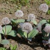 Allium karataviense (Kara Tau garlic)
