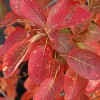 Amelanchier x grandiflora 'Autumn Brilliance' (Serviceberry 'Autumn Brilliance')