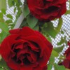 Rosa 'Etoile de Hollande' (Climbing hybrid tea rose 'Etoile de Hollande')